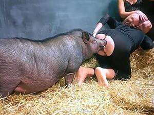 Boar Sex Porn - Pig sex videos, Boar porn movies