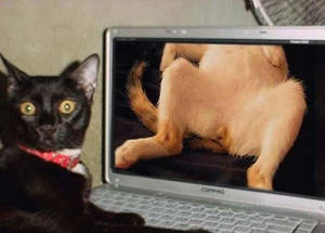 Funny Cat Porn - Kitty Porn