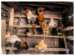 Goat Chicken Porn - Best Answers: Can Goats Eat Chicken Feed? Â· Hobby Farm Heaven