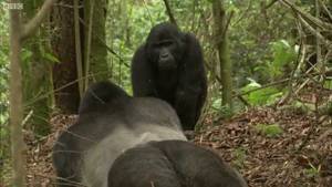Gorilla And Girl Porn - 