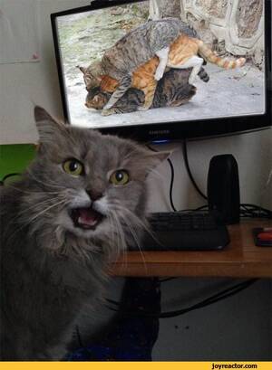 Funny Cat Porn - Cat / cats :: porn - JoyReactor