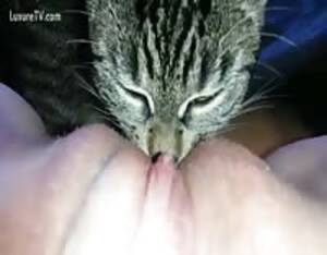 cat - Cat licking - Extreme Porn Video - LuxureTV