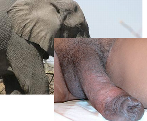 girl takes elephant dick - Elephant dick sucking . Xxx pics. Comments: 1