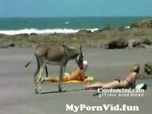 Donkey Fucking Girl Porn - Frisky Donkey Finds Himself A Nice Little Ass !!! from xxx sex men fucking  commall brother elder sister fukking videoscoleen actress scandalgirl  police officer xxx Watch Video - MyPornVid.fun