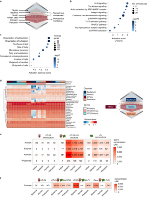 Miranda Cosgrove Rare Anal - The gut microbial metabolite formate exacerbates colorectal cancer  progression | Nature Metabolism