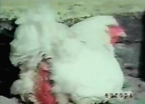 Man Fucks Chicken Bestiality - Perverted Videos / farm bestiality porn / Most popular Page 1