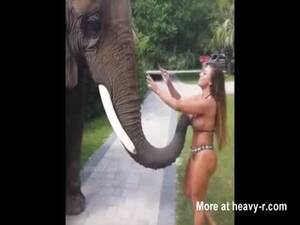 elephant huge cock - Elephant Grabs Big Boobs