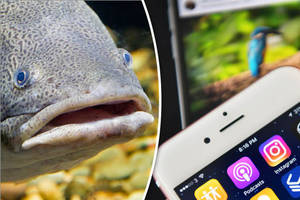 Bestiality Porn Man - Fish and mobile phone