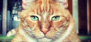 Beth Cat Porn - Beth cat porn - When being a senior means being perfect jpg 588x272