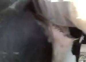 calf anal - Anal Cow Fuck | Gay Fetish XXX