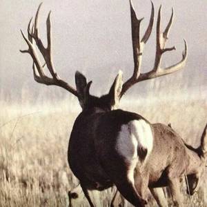 Elk Hunting Porn - Horn porn