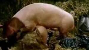 Having Sex With Pig Porn - Pig Zoo Sex
