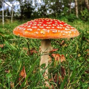 Mushroom - Mythic Mushroom Porn