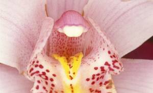 Flower Porn - Flower Porn: 9 Erotic Portraits of Plants by Famous Artists That Will Put  You in