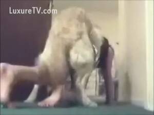 hidden cam voyeur k9 fucker - Naughty teen in a schoolgirl dress fucking her dog on cam - LuxureTV