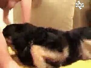 Collie Porn - Collie