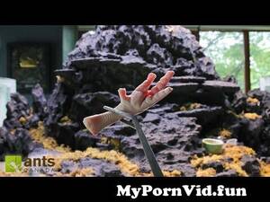 A.n.t. Farm Feet Porn - Putting my foot in a ant pile from ants feet Watch Video - MyPornVid.fun