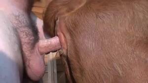 Man Fucks Calf Cow - calf fucking