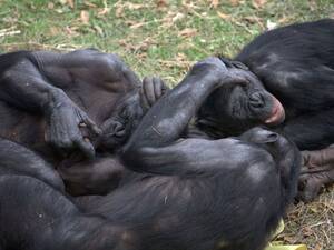 Monkey Sex Men - Bonobos Have Lots of Sex, Are Awesome, May Hold Key to Our Past - Pacific  Standard