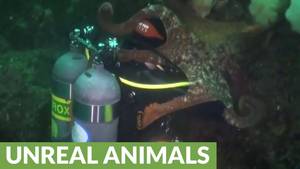Diving Bear Porn - Giant Pacific Octopus totally engulfs scuba diver