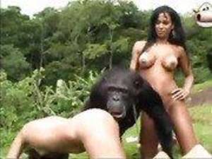 gorilla dick anal - Girl sucking gorilla dick - Porn tube. Comments: 5