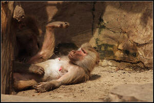 Baboon - Baboon porn. I. by realny on DeviantArt