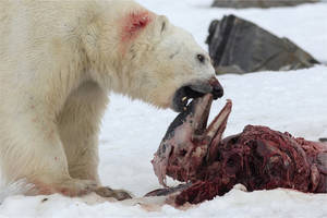 Diving Bear Porn - Polar bear feeds on the carcass of a white-beaked dolphin trapped