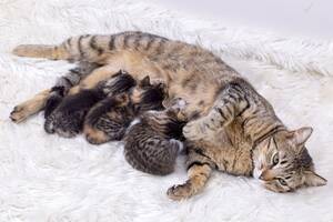 Cats Sex Porn - Understanding Cat Mating Behavior and Reproduction | PetPlace.com