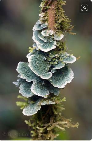 Mushroom - Find this Pin and more on Mushroom Porn by cattarip.