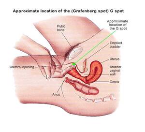how to find g spot - G Spot. Where is the G Spot? What Exactly Is It? | V FOR VIBES