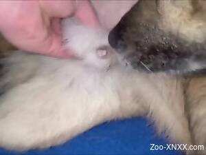 Cat Bestiality Porn - Cat And Dog