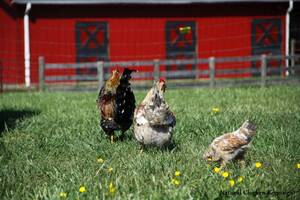 Baby Chicken Porn - Natural Chicken Keeping: How Do Chickens \