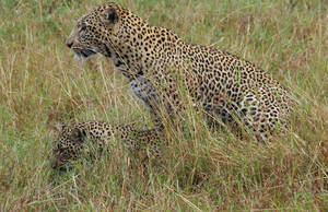 leopard - Leopard Porn 2 | bow'tai'ed | Flickr