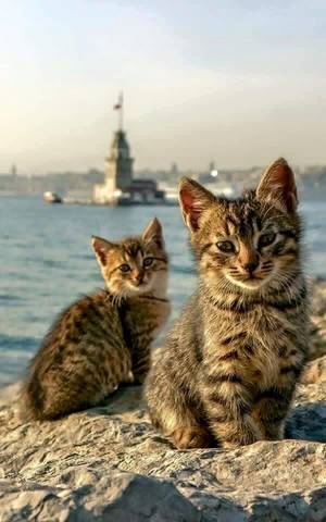 Furry Porn Dragon Captions Eggs - beach cats