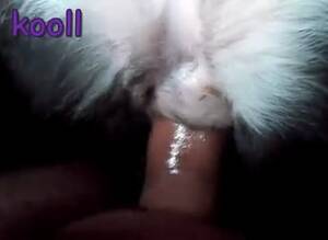 Collie Porn - GayBeast Rip Collie Bitch Gay Zoo Porn Petlust Men Fuck Animals-  Beastiality Sex Video With Dude - Extrem Sex and Taboo Porn.