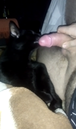 Cat Dick Porn - Oral with cat sucking its owner's dick - Zoo Porn