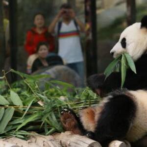 Asian Panda Porn - Panda porn' pays off for novice Chengdu lover as animals mate | South China  Morning Post