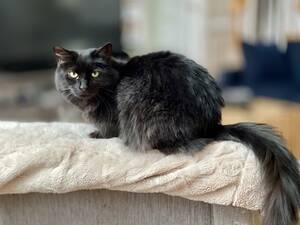 Black On Black Crime Bianca Starr Porn - weekend open thread - December 3-4, 2022 â€” Ask a Manager