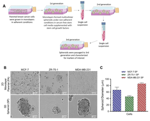 Monica Crowley Nude Porn - Cancers | Free Full-Text | 3D Multicellular Stem-Like Human Breast Tumor  Spheroids Enhance Tumorigenicity of Orthotopic Xenografts in Athymic Nude  Rat Model