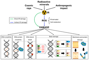 Girlsdoporn E193 - Plants | Free Full-Text | Chronic Ionizing Radiation of Plants: An  Evolutionary Factor from Direct Damage to Non-Target Effects