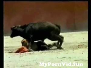 Bull Fucks Girl - Bull tries to fuck woman matador from and girl fuk bull sex videos man fuck  daka Watch Video - MyPornVid.fun