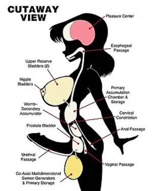 anotomical transexual anal illustration - Crossdressing Mobile Porn Pictures and Galleries - Most Popular - Today -  Page 1