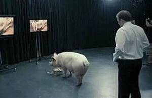 Black Pig Porn - The National Anthem (Black Mirror) - Wikipedia