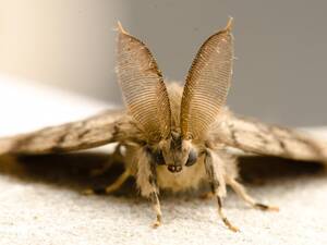 Gypsy Moth Porn - Gypsy Moth | Butterfly Conservation