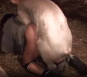 Having Sex With Pig Porn - Young gay man having intense sex with little pig - Zoo Porn