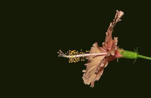 flower black porn - Flower Porn Mallow - Free photo on Pixabay - Pixabay