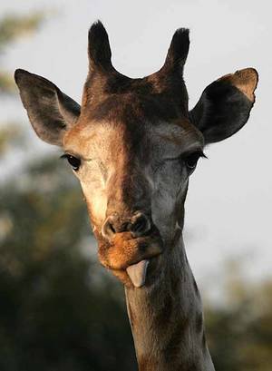 big black clit giraffe tongue - The giraffe ...