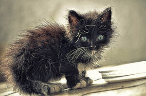 Man Fuck Female Cat Pussy - Pussy - Wikipedia