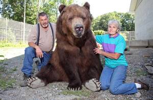 I Mean Actual Bears Bear Porn - This couple loves to snuggle with their 1,400-pound brown bear