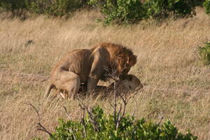 lion - Lion Porn | Little did we know we wearn't the only honeymoonâ€¦ | Flickr
